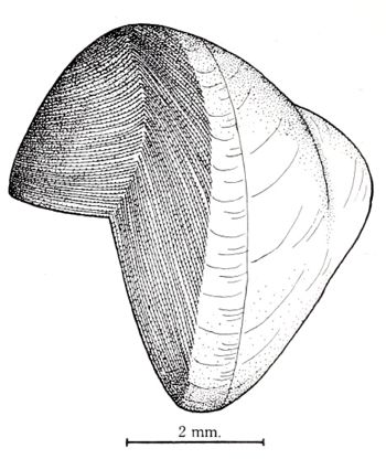 Media type: image; Malacology 168097 Description: Ruth Turner's drawings of the specimens. Clench and Turner, Johnsonia,  VII, No. 19, p26, plate 16, figure 3;